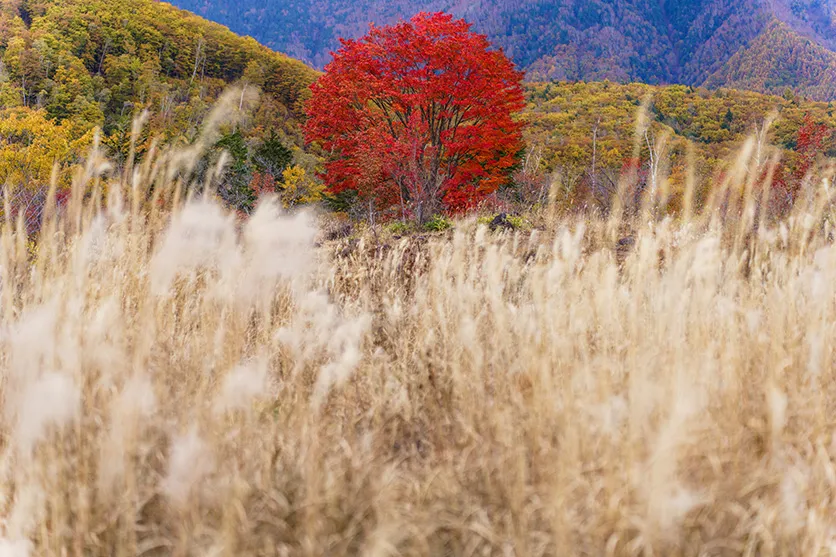 28-75mm F2.8 G2 A063 作例 別所隆弘