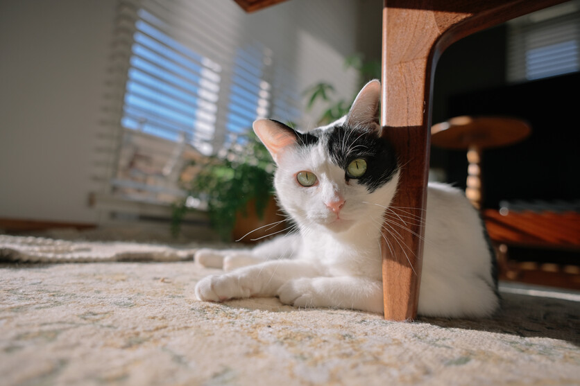 20-40mm F2.8 A062 作例 スナップ