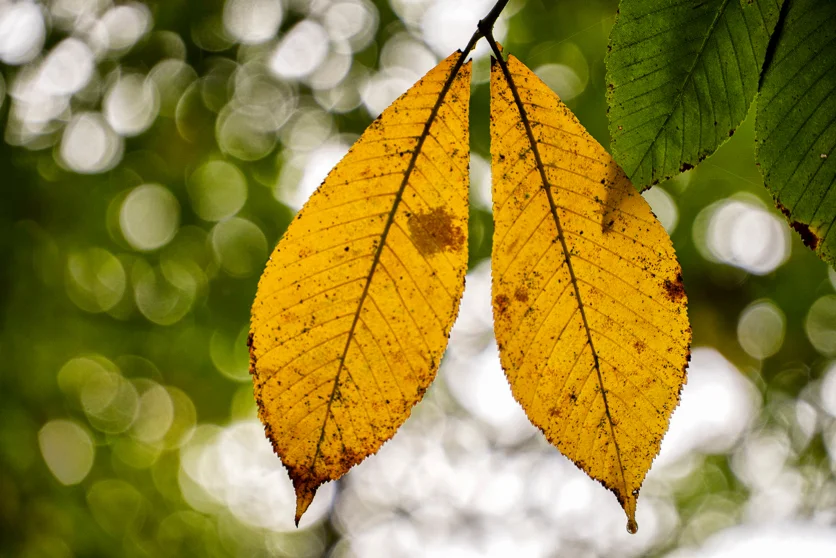 秋を彩る紅葉の撮り方とおすすめレンズ