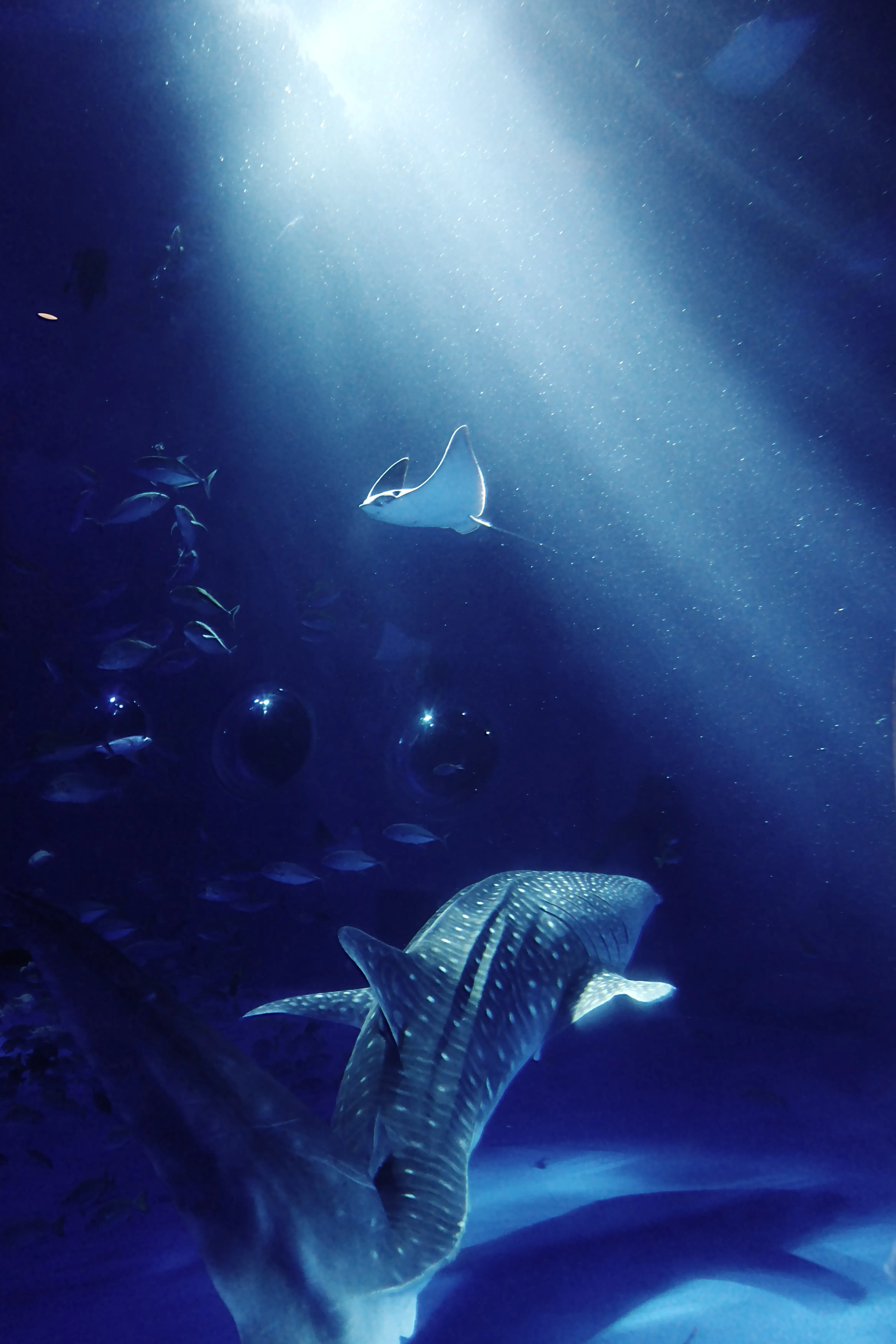 25-200mm F/2.8-5.6 Di III VXD G2 (Model A075)製品レビュー