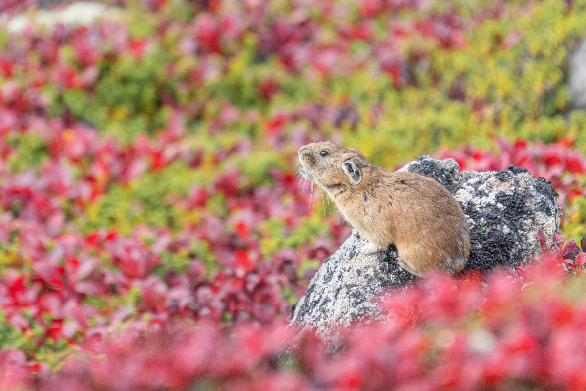 50-400mm F4.5-6.3作例