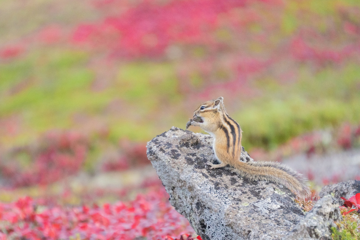 50-400mm F4.5-6.3作例