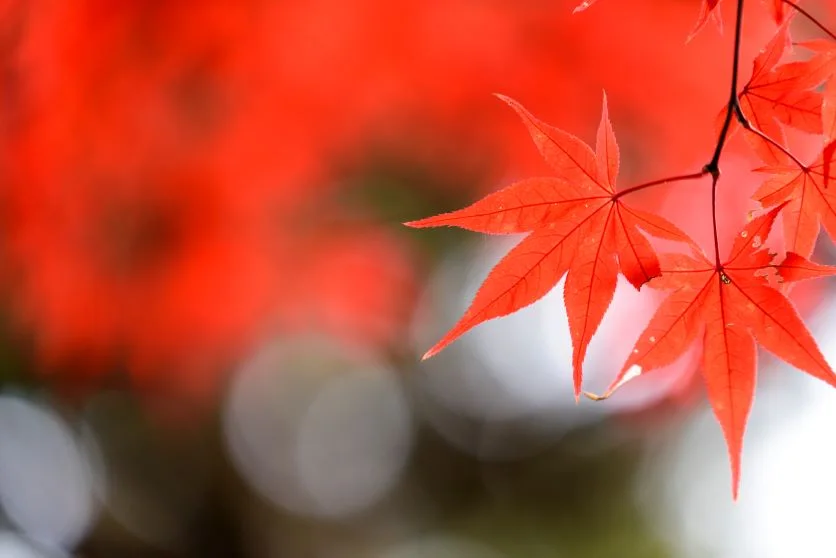 秋を彩る紅葉の撮り方とおすすめレンズ 秋を彩る紅葉の撮り方とおすすめレンズ