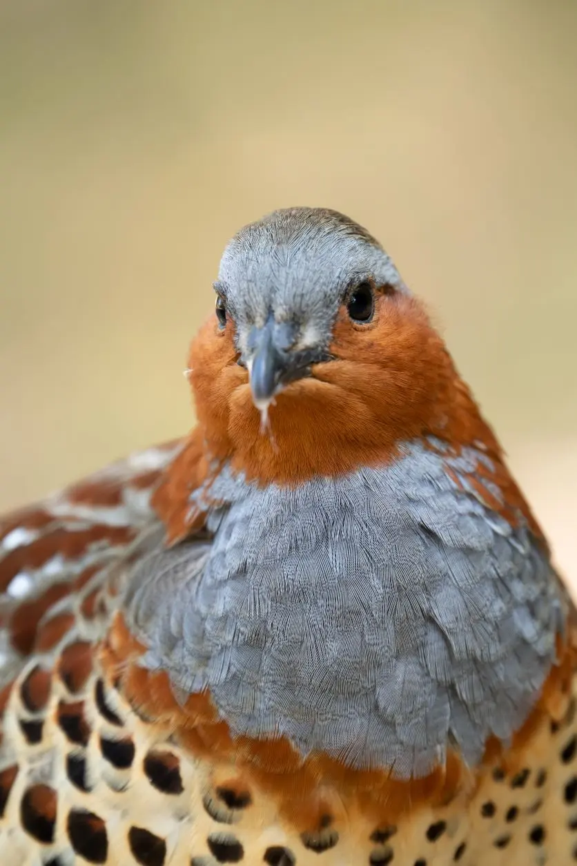 タムロンレンズで撮影された野鳥写真 タムロンレンズで撮影された野鳥写真
