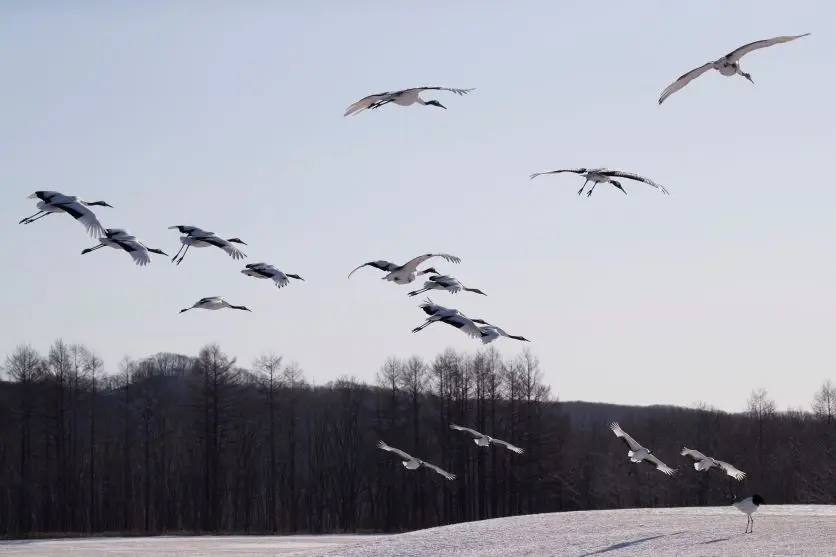 タムロンレンズで撮影された野鳥写真 タムロンレンズで撮影された野鳥写真