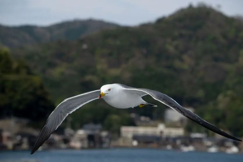 タムロンレンズで撮影された野鳥写真 タムロンレンズで撮影された野鳥写真