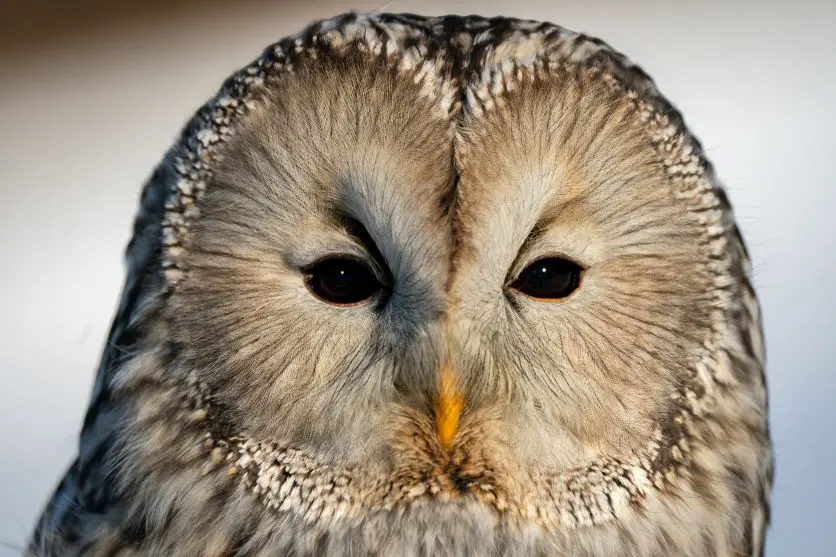 タムロンレンズで撮影された野鳥写真 タムロンレンズで撮影された野鳥写真