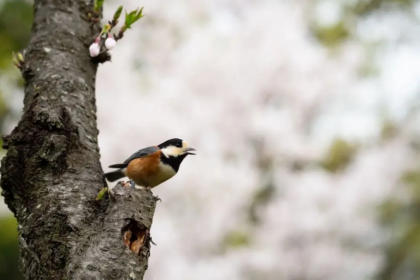 タムロンレンズで撮影された野鳥写真 タムロンレンズで撮影された野鳥写真