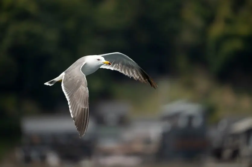 タムロンレンズで撮影された野鳥写真 タムロンレンズで撮影された野鳥写真