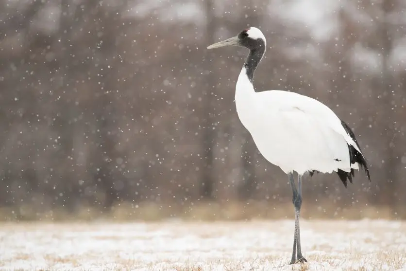 タムロンレンズで撮影された野鳥写真 タムロンレンズで撮影された野鳥写真