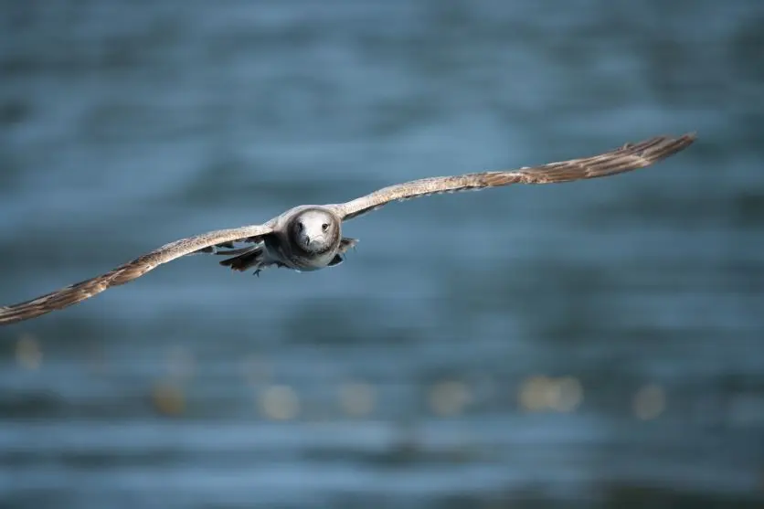 タムロンレンズで撮影された野鳥写真 タムロンレンズで撮影された野鳥写真