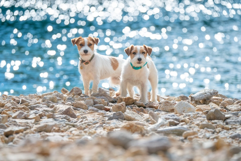 愛犬やペット 愛犬やペット