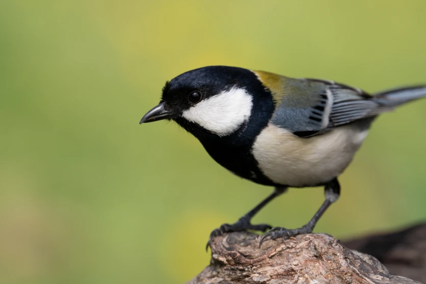 野鳥や動物