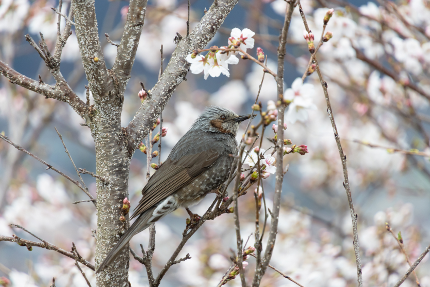 野鳥