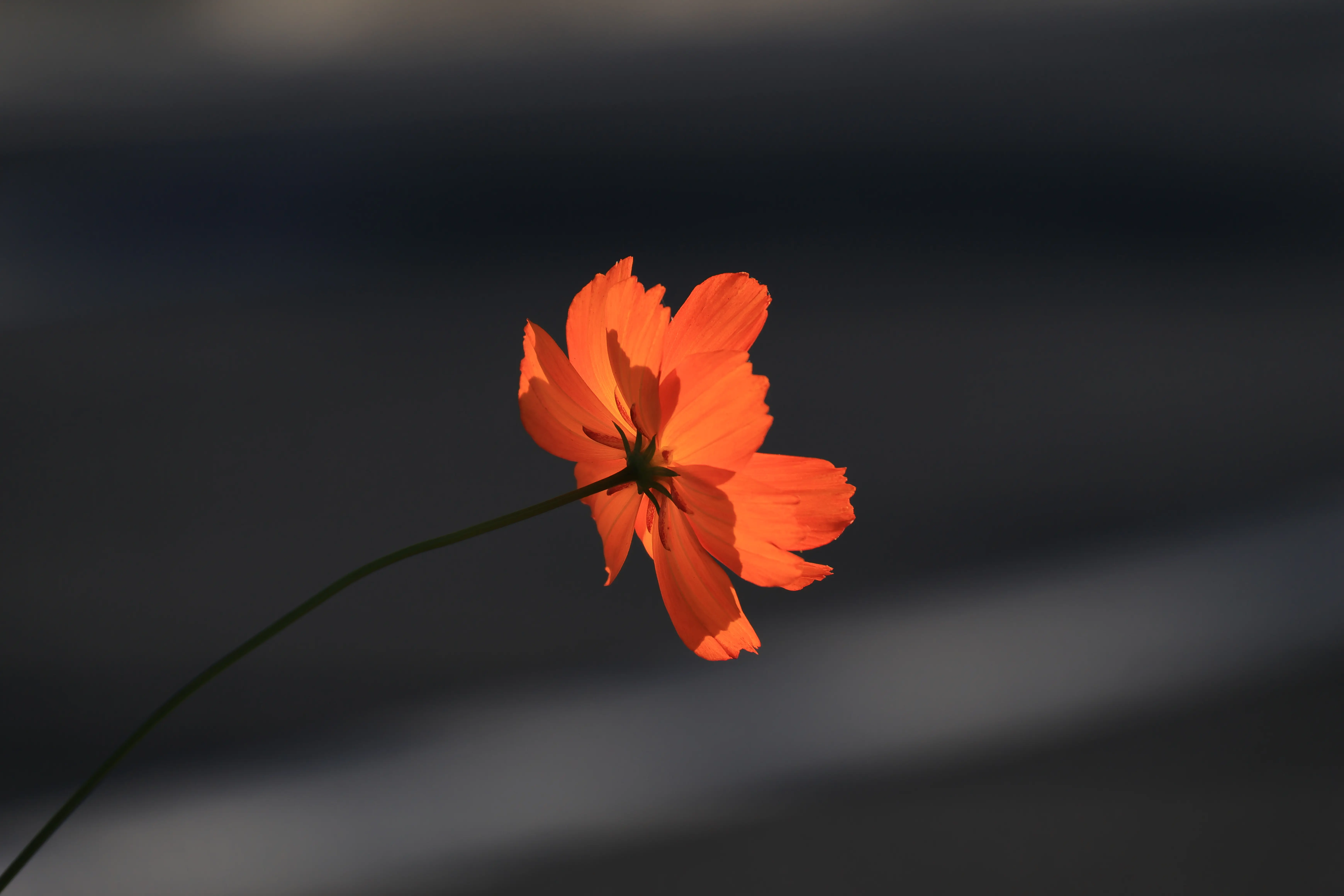 タムロン18-300mm F/3.5-6.3 Di III-A VC VXD (Model B061)製品レビュー