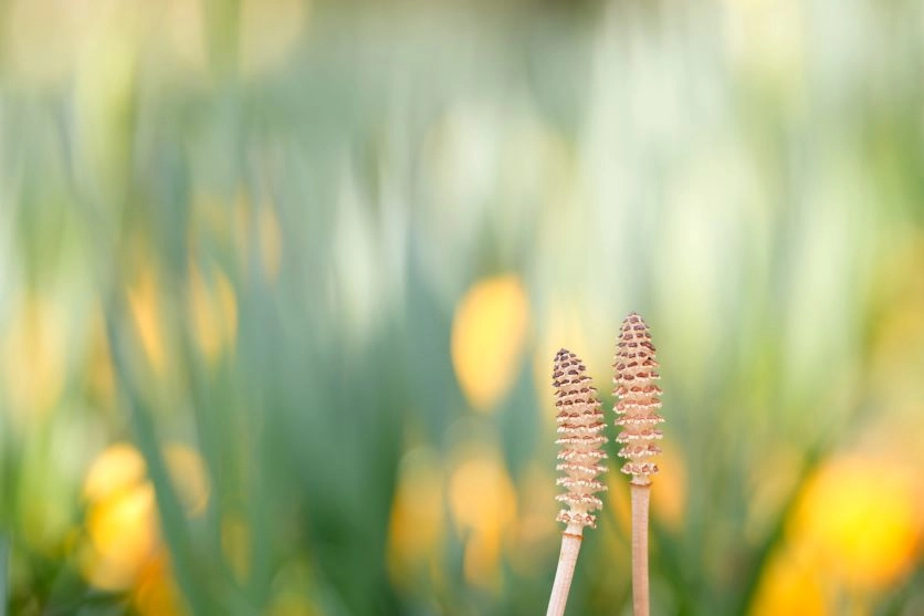 【マクロレンズで楽しむ!花と昆虫の撮り方】レンズの選び方や使いこなすコツをご紹介 【マクロレンズで楽しむ!花と昆虫の撮り方】レンズの選び方や使いこなすコツをご紹介