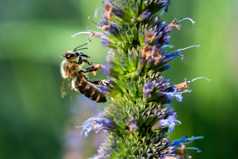 【マクロレンズで楽しむ!花と昆虫の撮り方】レンズの選び方や使いこなすコツをご紹介 【マクロレンズで楽しむ!花と昆虫の撮り方】レンズの選び方や使いこなすコツをご紹介