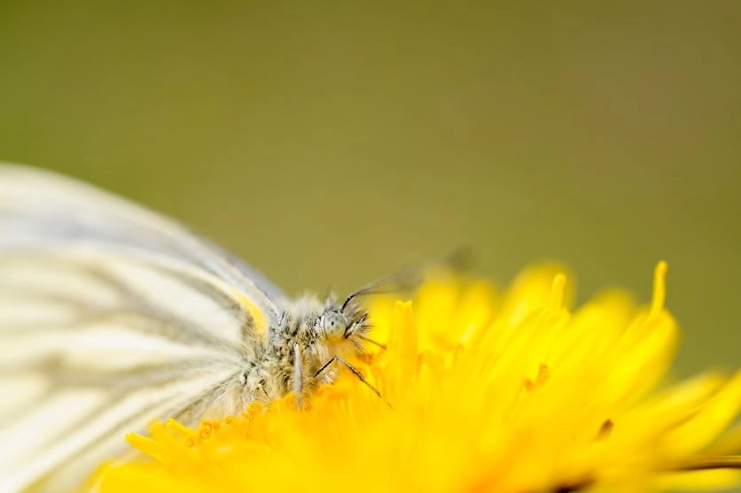 【マクロレンズで楽しむ!花と昆虫の撮り方】レンズの選び方や使いこなすコツをご紹介 【マクロレンズで楽しむ!花と昆虫の撮り方】レンズの選び方や使いこなすコツをご紹介