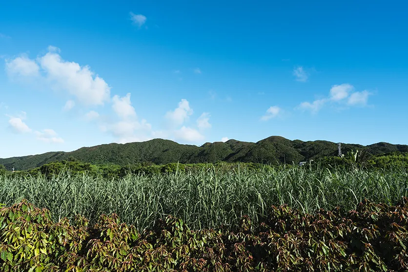 クリエイティブ・コンサルタント 市川 渚氏が、タムロン 20-40mm F2.8 (Model A062)と旅する石垣島