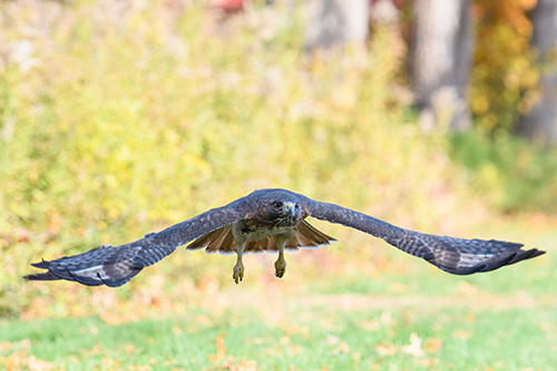 Capturing the essence of birds