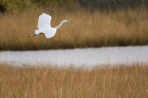 Capturing the essence of birds