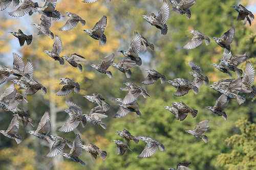 Capturing the essence of birds