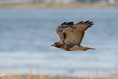 Capturing the essence of birds