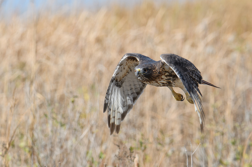 Capturing the essence of birds