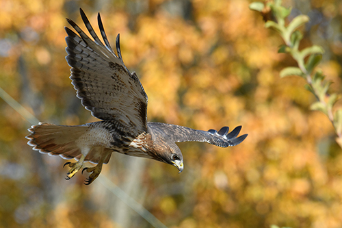Capturing the essence of birds