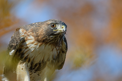 Capturing the essence of birds