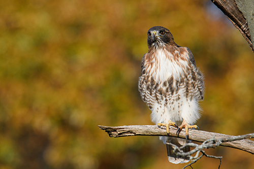 Capturing the essence of birds