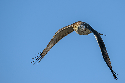 Capturing the essence of birds
