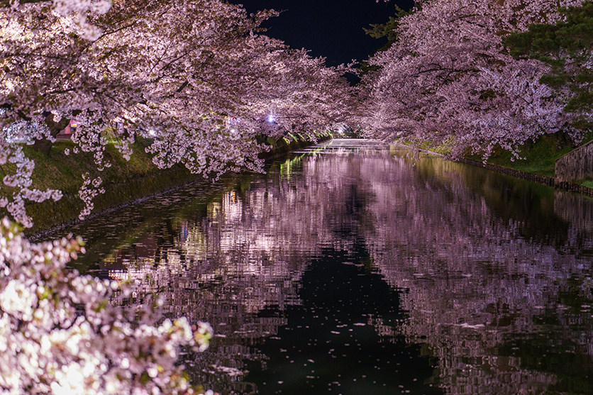 タムロン70-180mm F/2.8 Di III VXD (Model A056)で撮影された夜桜