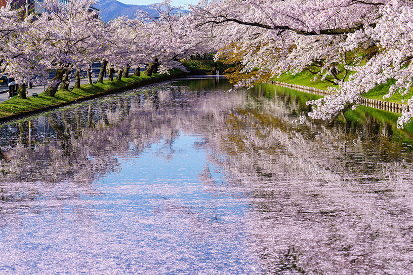 タムロン70-180mm F/2.8 Di III VXD (Model A056)で撮影された桜の花筏