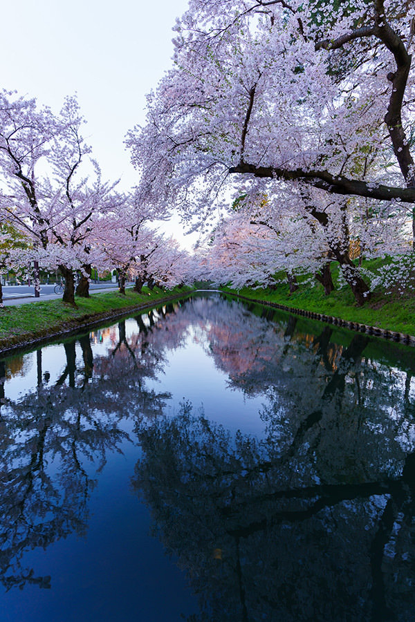 タムロンレンズで撮影された桜