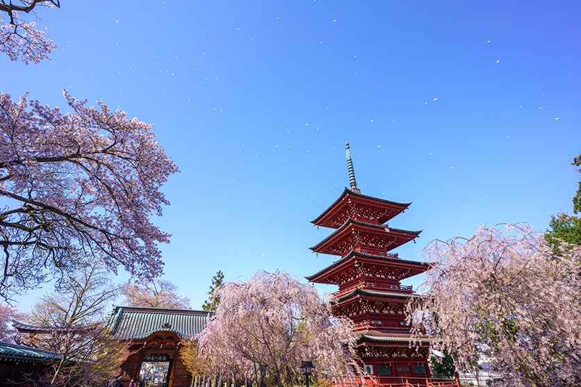 タムロン 17-28mm F2.8で撮影された桜と五重塔