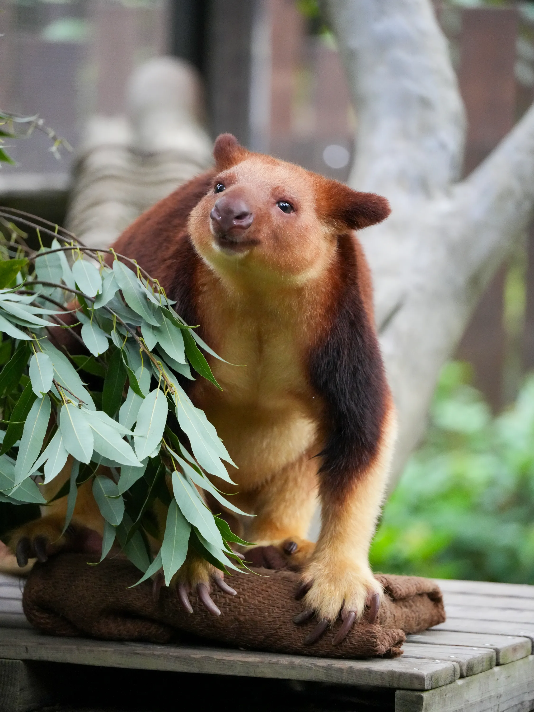 実写レビュー】望遠ズームレンズ 50-300mm F4.5-6.3 (Model A069) の