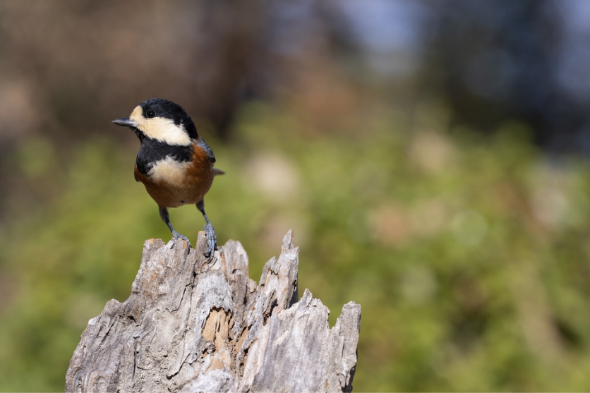 画面構成を考えて、野鳥作品に仕上げよう | TAMRON | タムロン