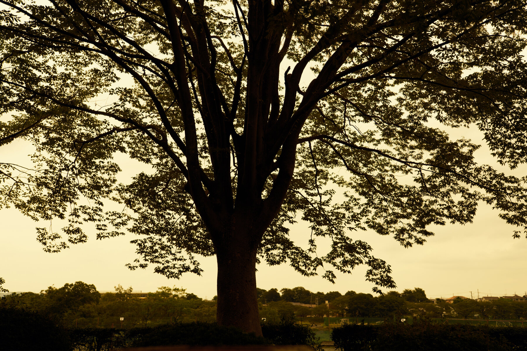Photo taken by TAMRON Standard Zoom Lens