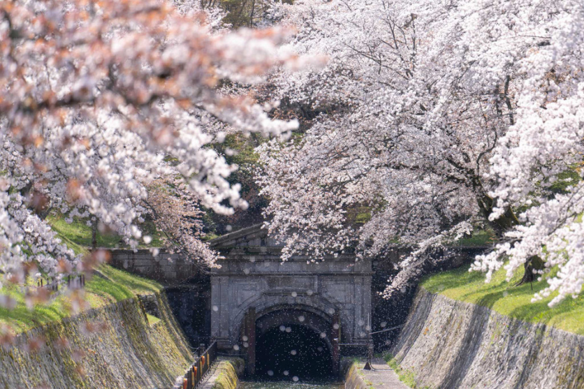 【桜の写真の撮り方】一眼カメラできれいに撮影するコツをご紹介 | タムロン 写真用レンズ フォトサイト