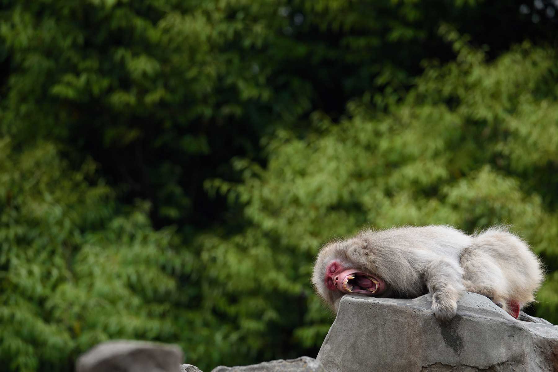 動物園　大浦 タケシ (Model A022)