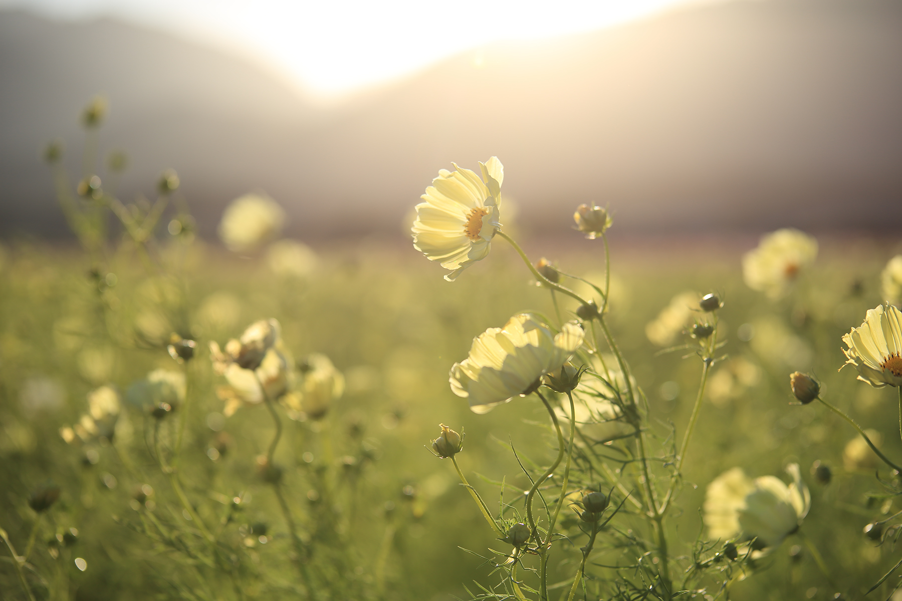 Nature　Yukie Hayashi (Model A034)