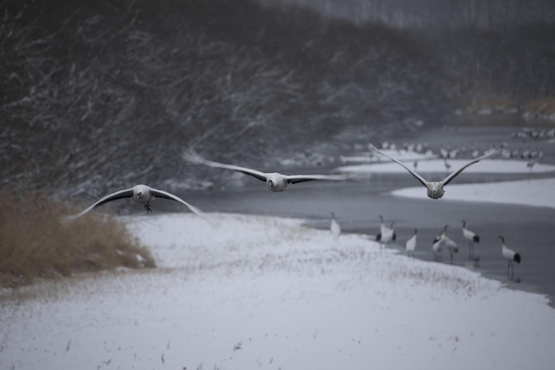 Birds (Crane) 　Hiroto Fukuda (Model A035)