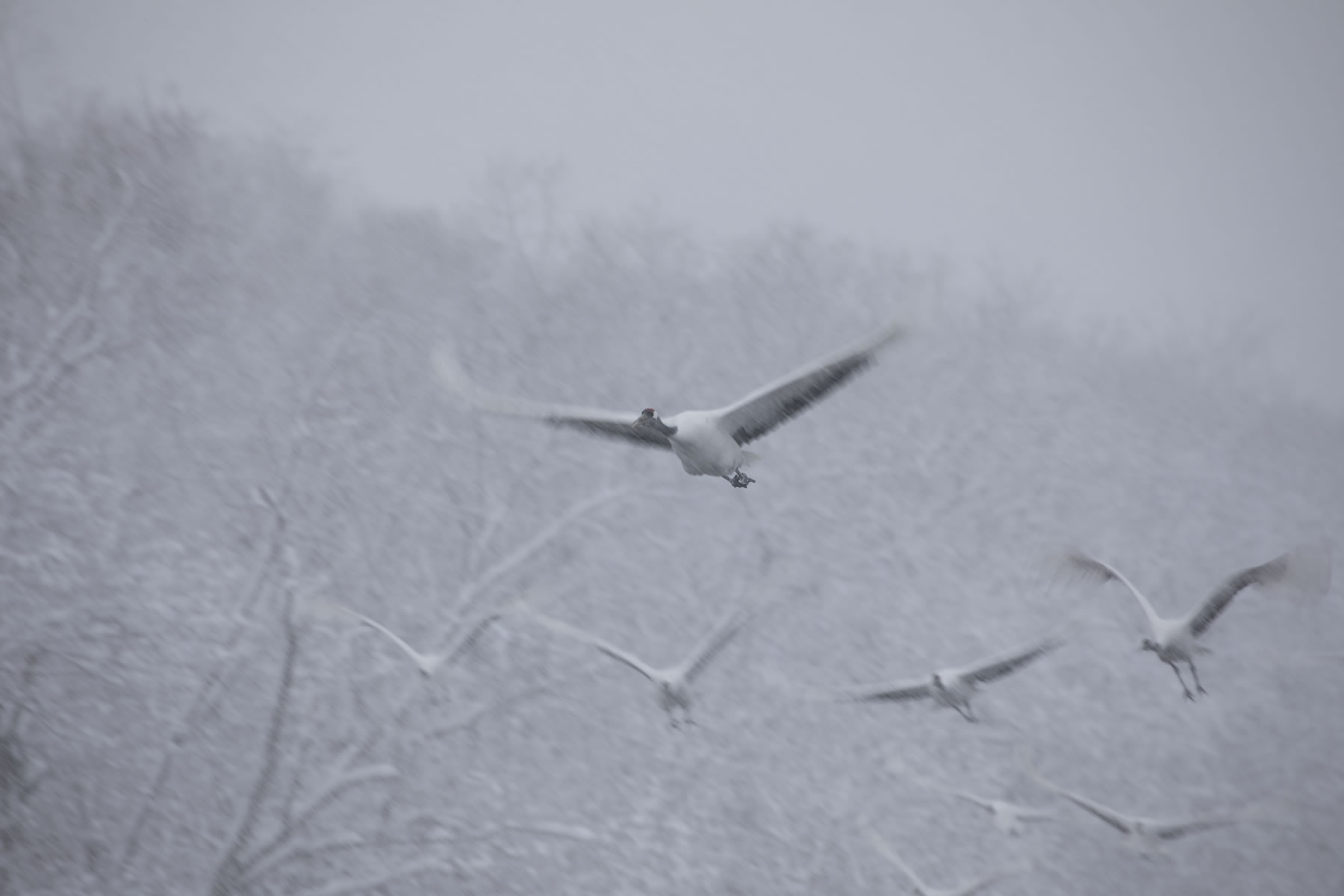 Birds (Crane) 　Hiroto Fukuda (Model A035)