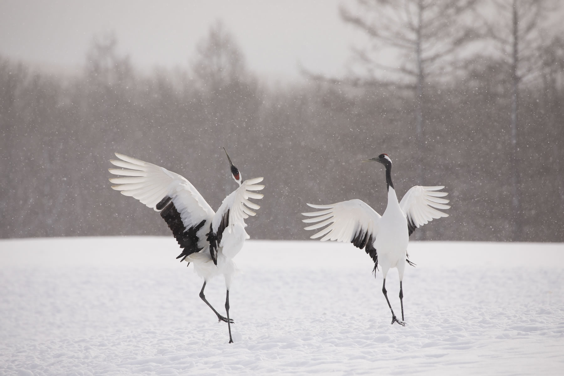 Birds (Crane) 　Hiroto Fukuda (Model A035)