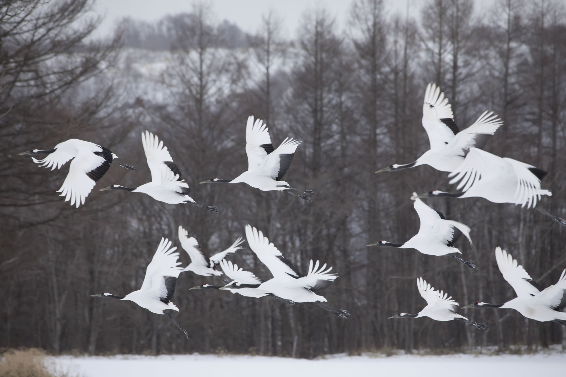 Birds (Crane) 　Hiroto Fukuda (Model A035)