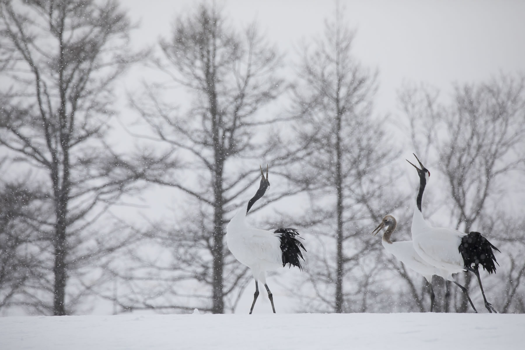 Birds (Crane) 　Hiroto Fukuda (Model A035)