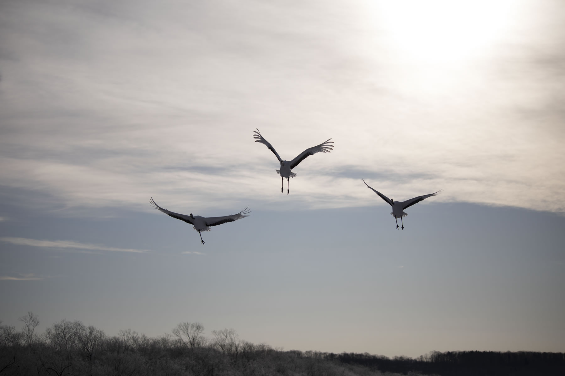 Birds (Crane) 　Hiroto Fukuda (Model A035)