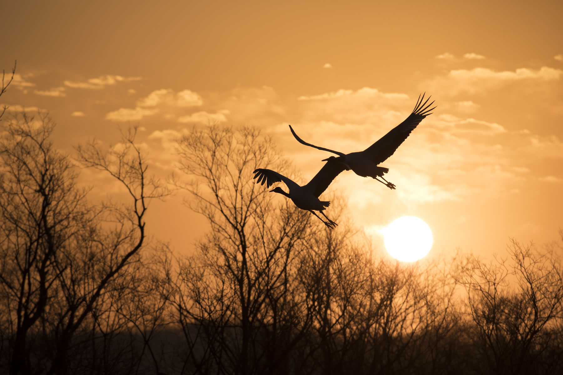 Birds (Crane) 　Hiroto Fukuda (Model A035)