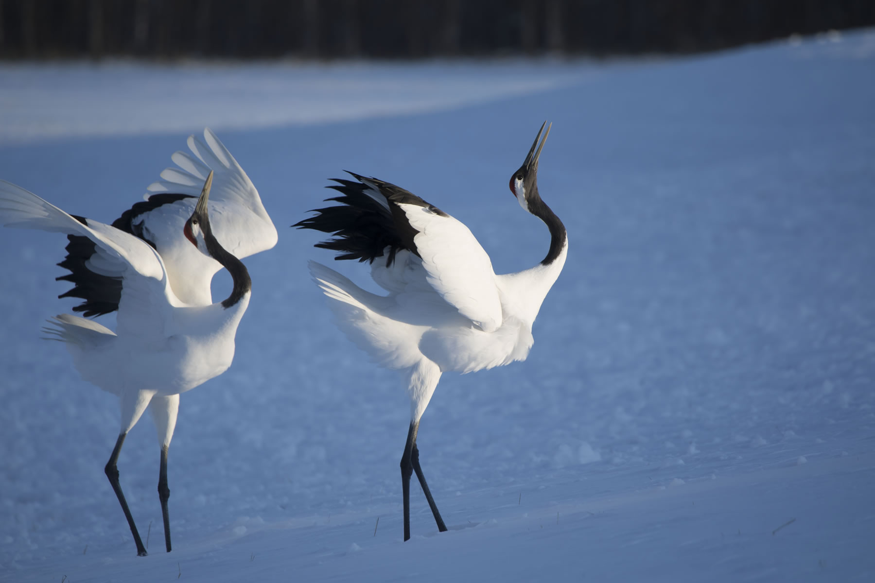 Birds (Crane) 　Hiroto Fukuda (Model A035)